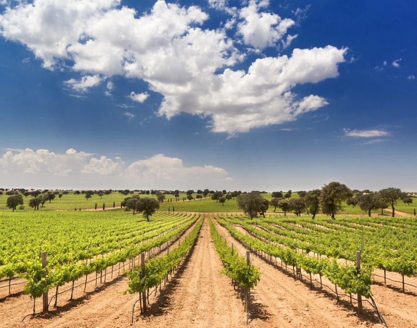 Innovazione in enologia e viticoltura, al via il Premio SIAD-OICCE 2024